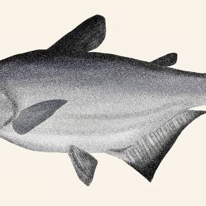 Mekong giant catfish