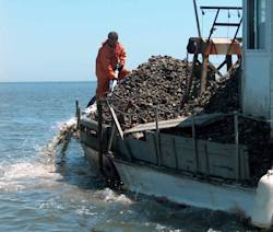 Rebuilding Oyster Reefs