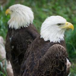 Despite decline of overall birds, bald eagle numbers soar