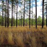 I Miss The Wind In The Weeds And Pine Needles.