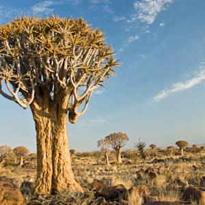 Quiver Tree