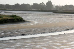 Baylands tidal marshes are disappearing