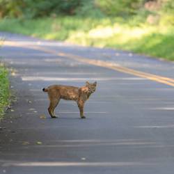 The Bobcat Alley