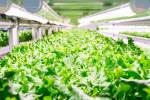 World's most efficient vertical farm in Japan