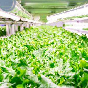 World's most efficient vertical farm in Japan