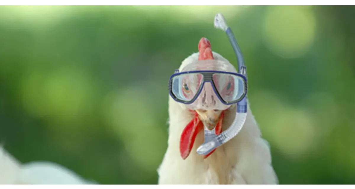Scuba Chicken large