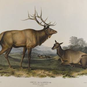 Eastern Elk