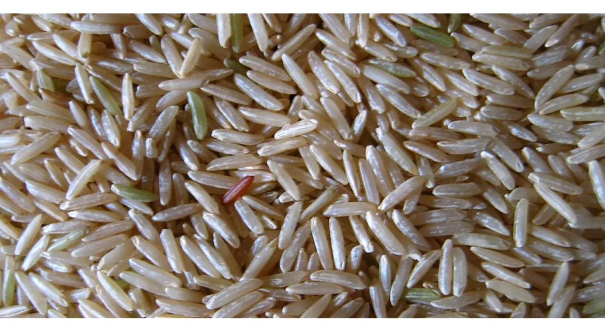 top crops RICE
