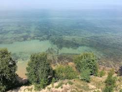 Invasive carp in Lake Michigan