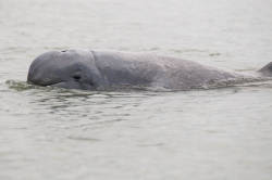 Don Sahong Dam Likely to Cause Extinction of Irrawaddy Dolphins