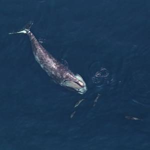 The Right Whale