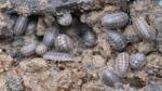 Roly Polys Near The Great Lakes