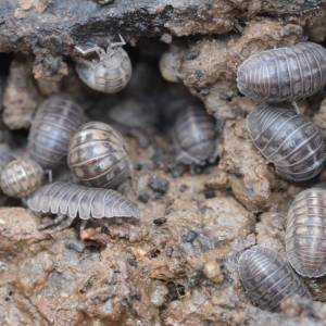 Roly Polys Near The Great Lakes