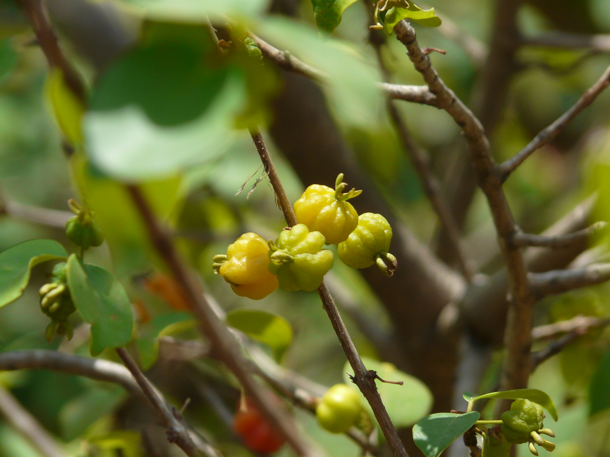 What is missing? | Organic farmland restoration in Uruguay