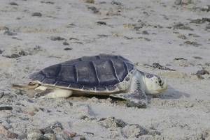 Kemp's ridley sea turtle
