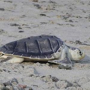 Kemp's ridley sea turtle