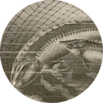 Sturgeon — North America