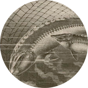 Sturgeon — North America