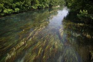 Texas Wild Rice