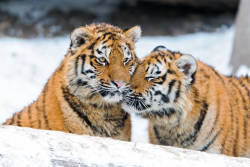 Northeast Tiger and Leopard National Park established