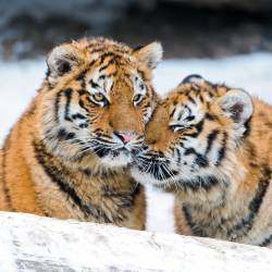 Northeast Tiger and Leopard National Park established
