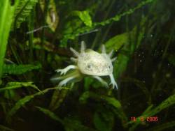 The axolotl disappears from Mexico City channels