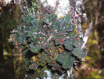 Boreal Felt Lichen, Erioderma pedicellatum