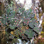 Boreal Felt Lichen, Erioderma pedicellatum
