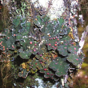 Boreal Felt Lichen, Erioderma pedicellatum