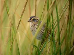 Tidal marsh degradation threatens Saltmarsh Sparrow