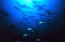 Bluefin tuna population falls causing quotas to be established