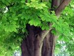 Horse chestnut