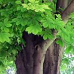 Horse chestnut