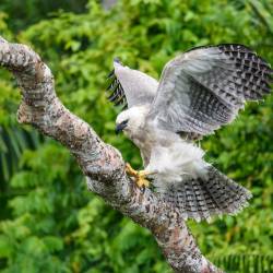 Harpy Eagle designated national bird of Panama 