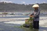 Indonesia, world leader in seaweed aquaculture