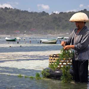 Indonesia, world leader in seaweed aquaculture