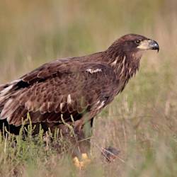 Reintroduction and Recovery of the Bald Eagle