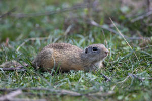 European ground squirrel