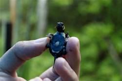 Disappearing Bog Turtles