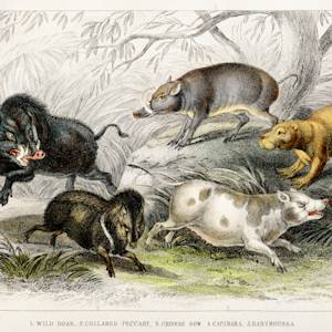 Hernando de Soto introduces wild boar to America