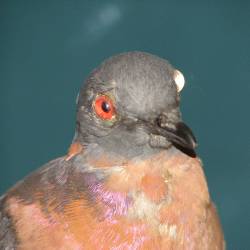 De-extinction biology could bring back the passenger pigeon