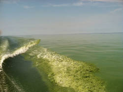 Algae blooms in Lake Erie