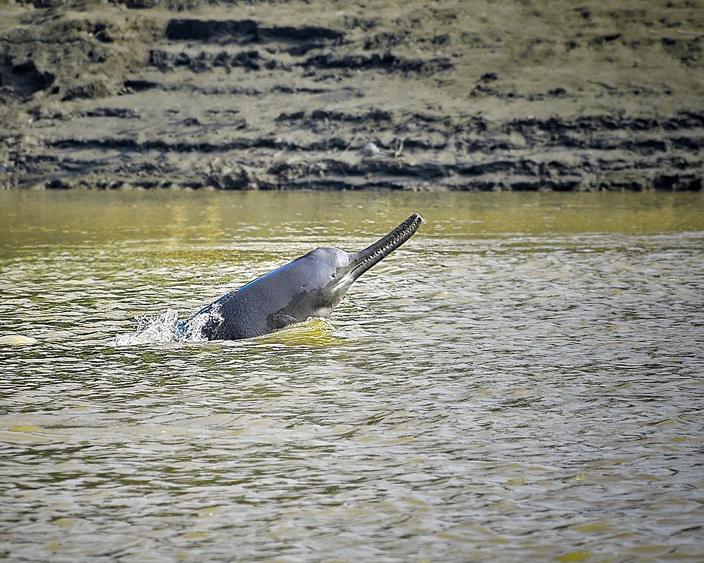 What is missing? | Ganges River dolphin