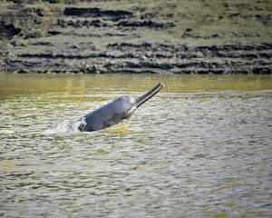 Ganges River dolphin