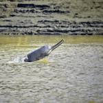 Ganges River dolphin