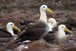 Waved albatross