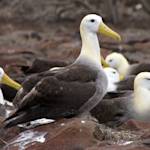 Waved albatross