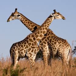 Giraffes populations on the rise