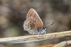 Loss of Lupine Harms Insect Populations