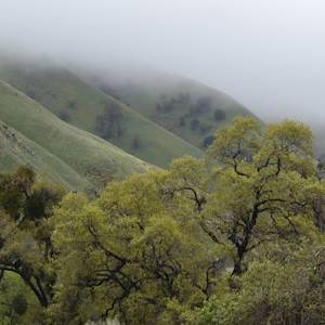 Grapevine